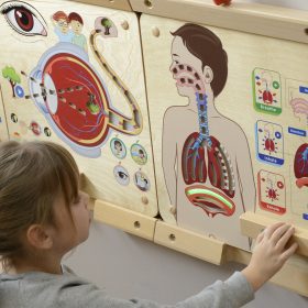 MASTERKIDZ-Montessori-Respiratory-System-Educational-Board-2