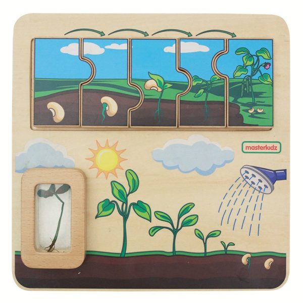 MASTERKIDZ-Wooden-Bean-Life-Cycle-Board MASTERKIDZ Wooden Bean Life Cycle Board